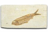 Bargain, Detailed Fossil Fish (Knightia) - Wyoming #333977-1